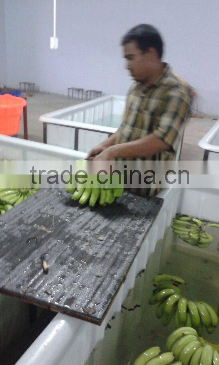 Fresh Cavendish Banana from Tamilnadu