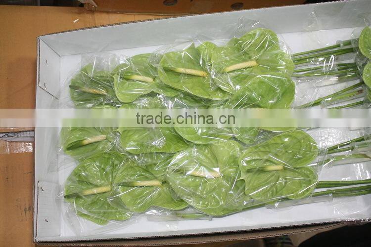 Diversified in packaging top sell high breed seeds antirrhinum majus flower