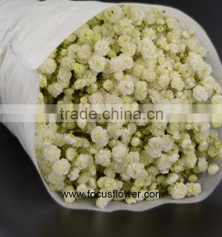 Ornamental Plants Real Touch Flower Onlin Wholesale Shop Baby's Breath