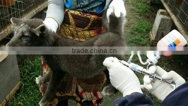 New type veterinary injector animal vaccination syringe with needle and bottle