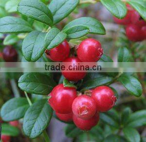 Lingonberry Extract 25% Anthocyanidins