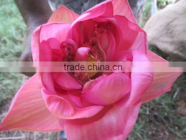 Fresh Lotus Flower Importers in Malaysia / Singapore / Dubai / Canada / US