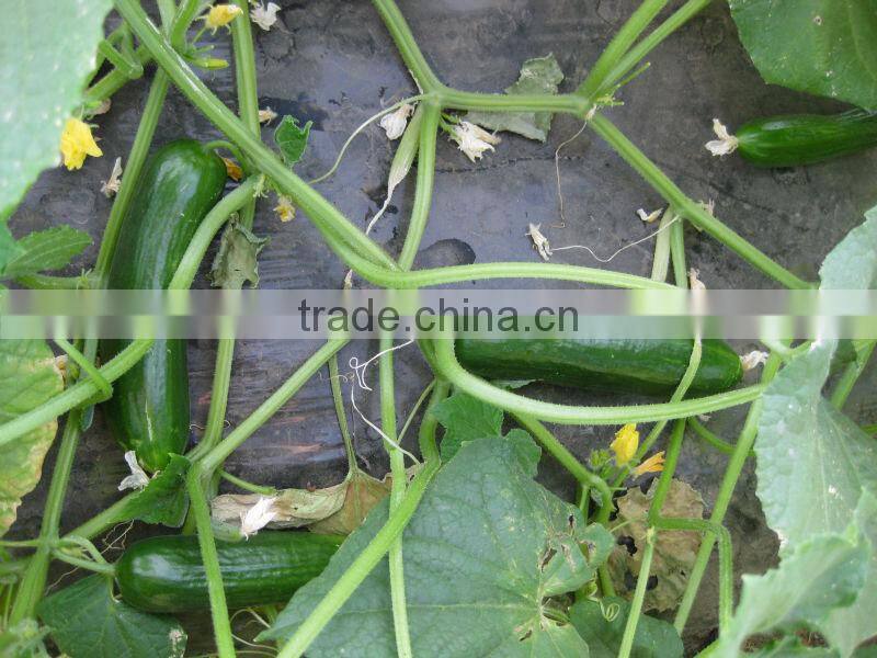 Hana F1 Hybrid Cucumber Seeds