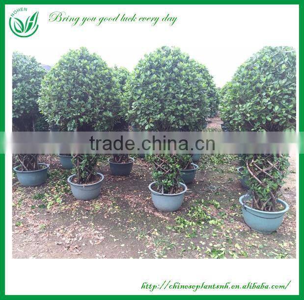 Two layers Cage Shaped Bonsai Ficus Tree