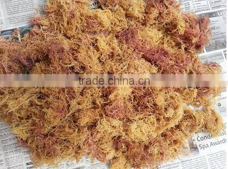 Eucheuma Spinosum With High Quality