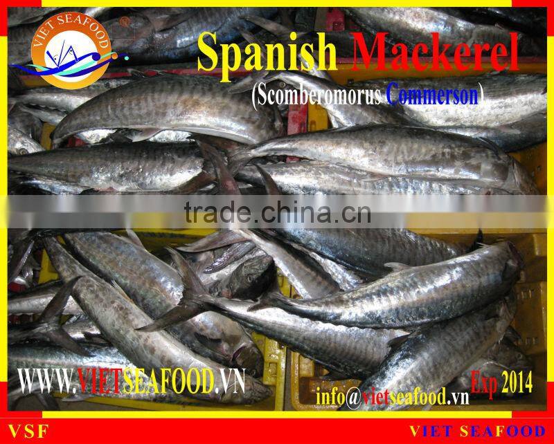 W/R FROZEN SPANISH MACKEREL
