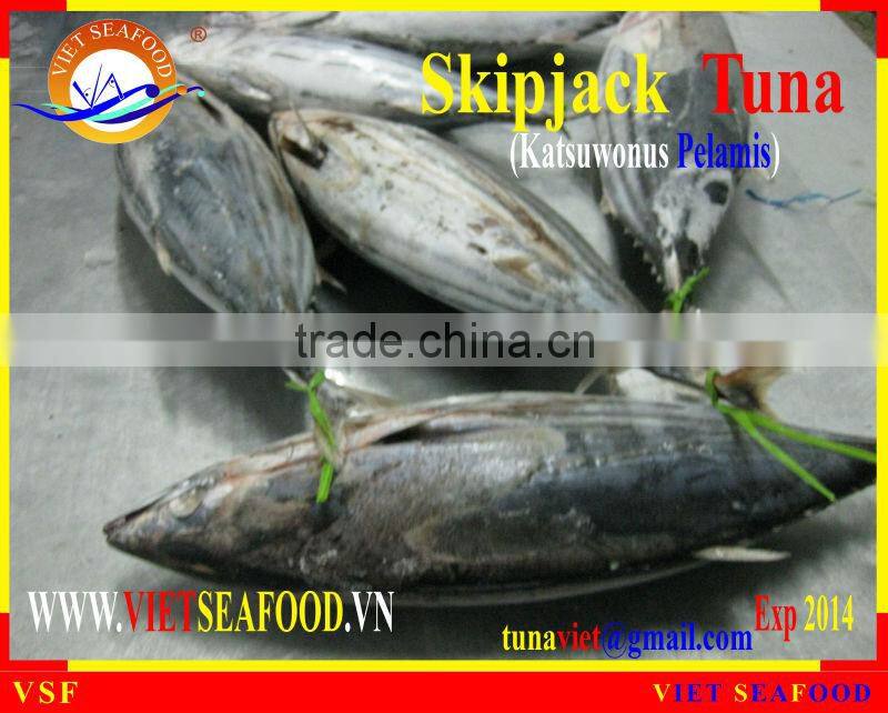 WHOLE ROUND FROZEN SKIPJACK TUNA