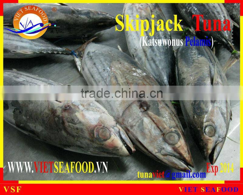 FROZEN SKIPJACK TUNA W/R