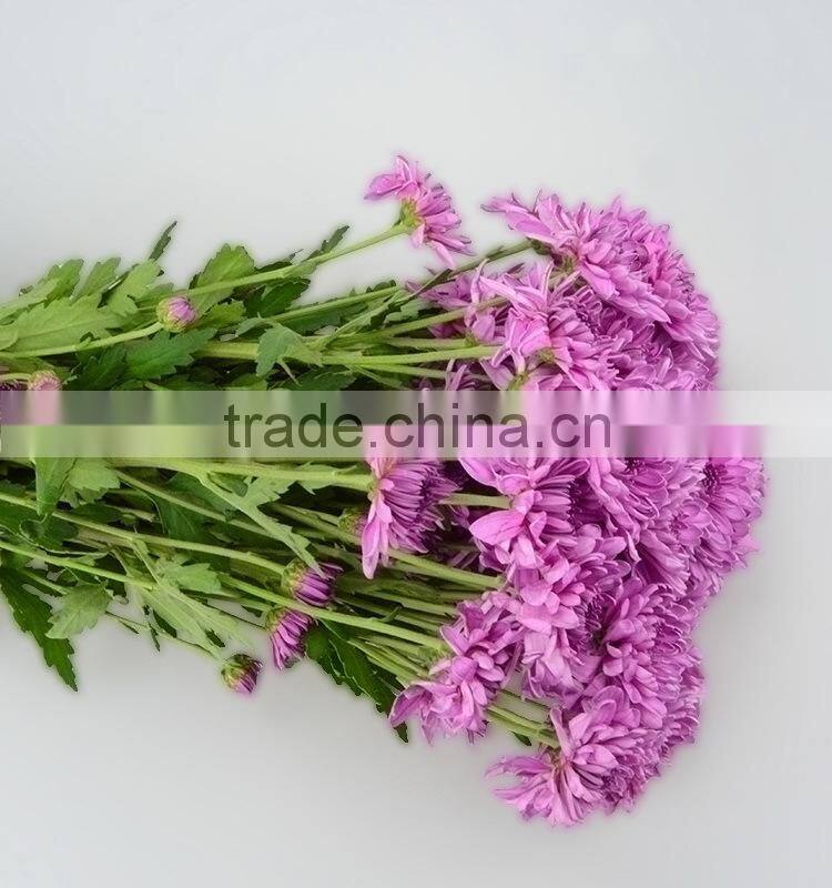 Good quality hotsell factory direct flock chrysanthemum