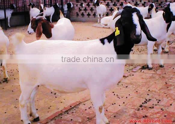 sell animal sheep ear tag ,laser ear tag