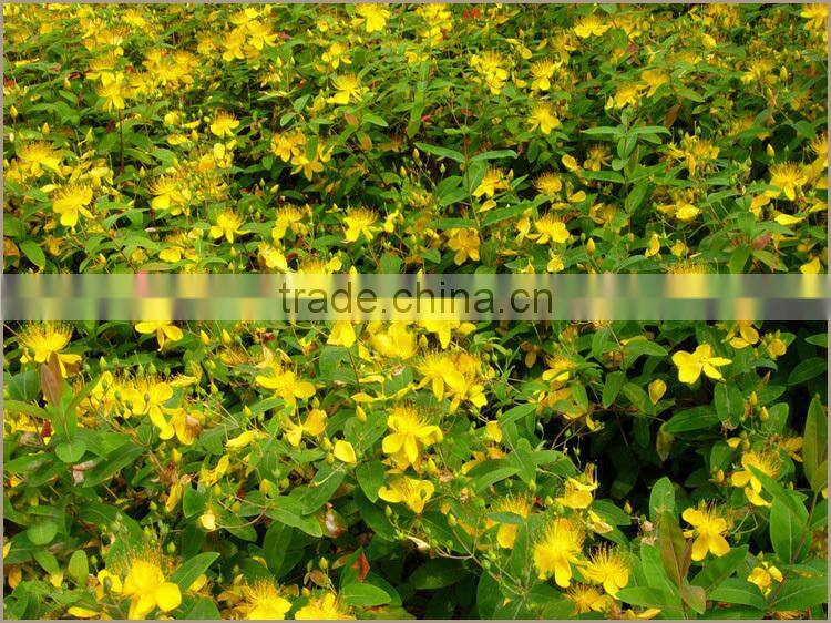 Hypericum Perforatum Extract, St.John's Wort Extract Powder