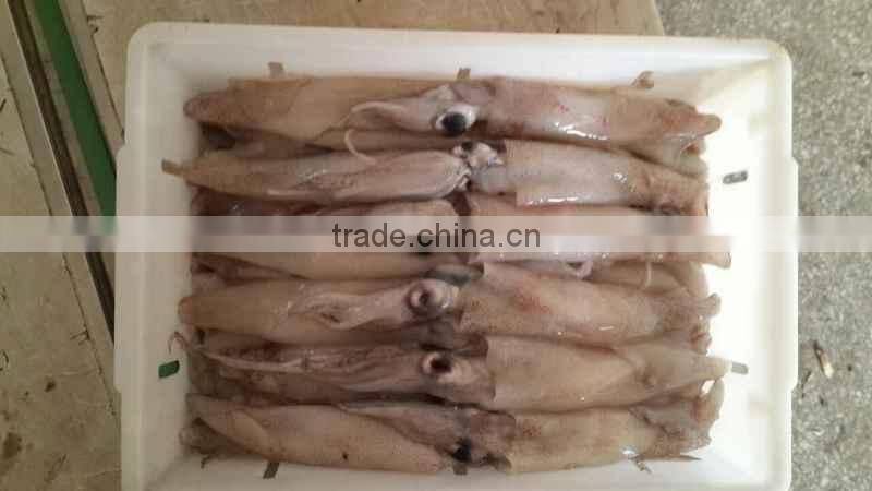 frozen whole round squid