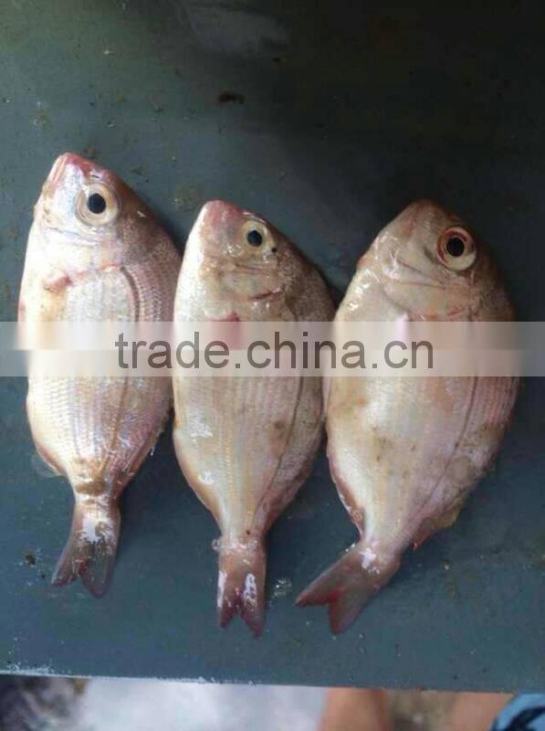 small size red snapper whole round