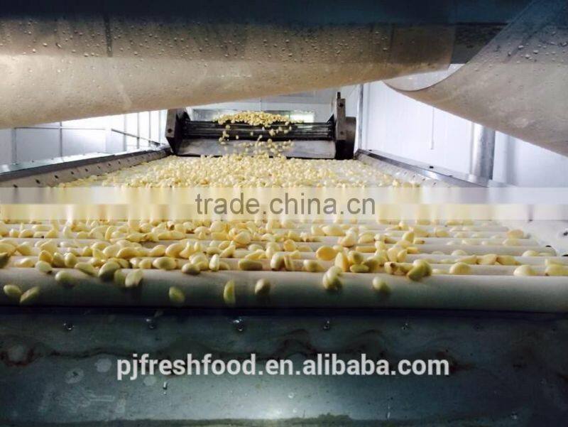 Fresh peeled garlic 5lbx6bg/carton