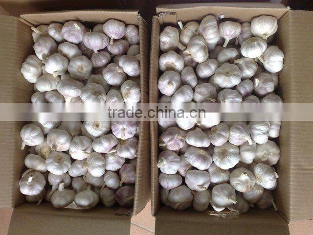 WHITE GARLIC FROM VIETNAM (SKYPE: VISIMEX10)