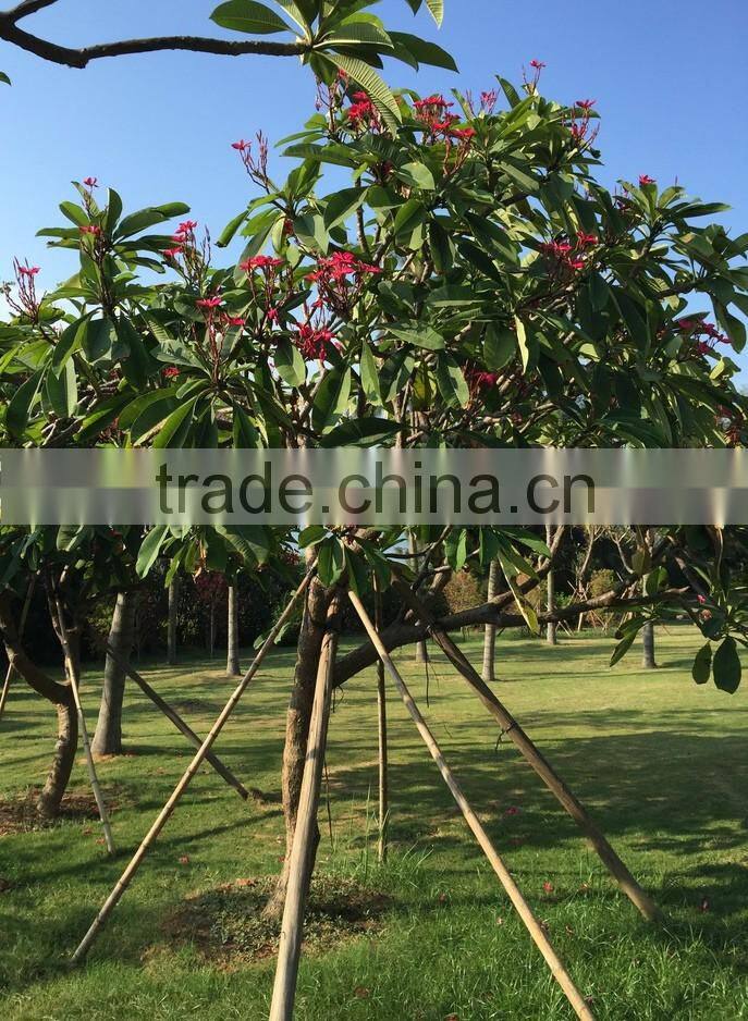 Red Flower Plumeria Rubra L. cv. Acutifolia