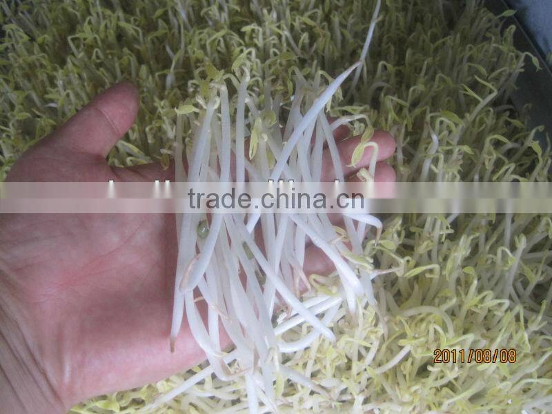 garlic sprout/bean sprout making machine