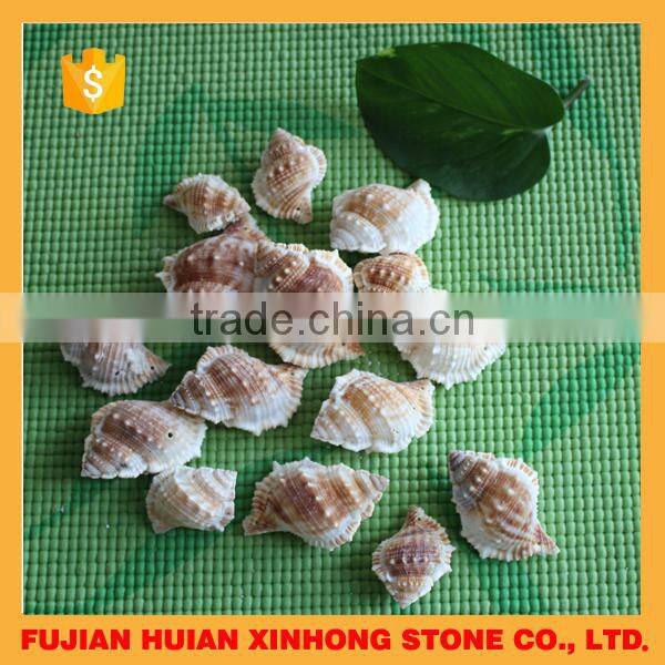 natural decotative semicassis inornata seashell for sale