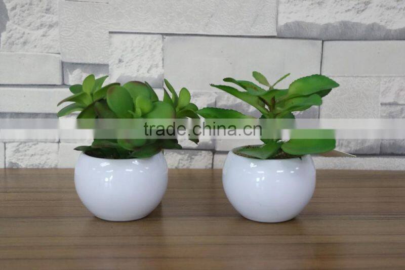 White potted mini succulent plants bonsai
