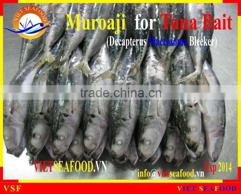 FROZEN W/R MUROAJI FOR TUNA BAIT