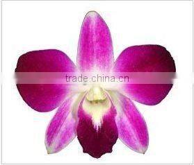 Thailand Top Quality M-001 Mokara Jakuan Orchid