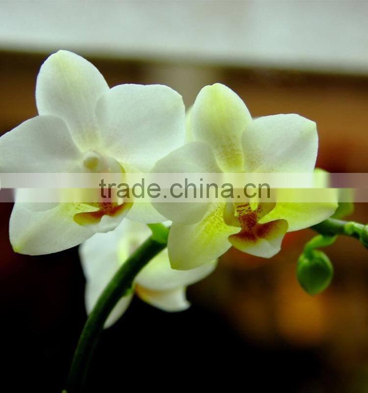 Gift classical decor flower orchid white