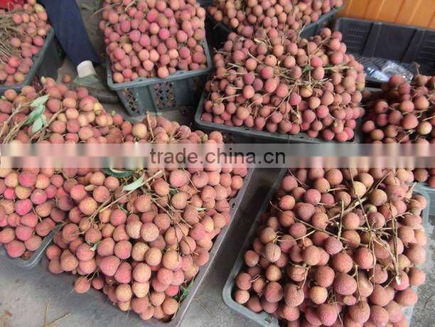 Chinese Fresh Lichee with competitive price