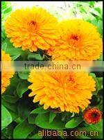 China Qingdao BNP Supplies Best Quality tagetes erecta extract powder