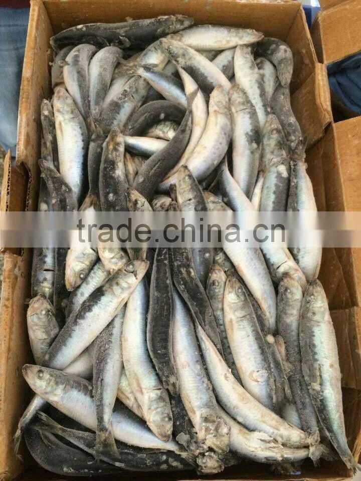 Chinese frozen pilchard for tuna bait