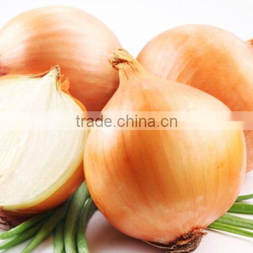 AON012 Huangguo f1 hybrid yellow onion seeds price