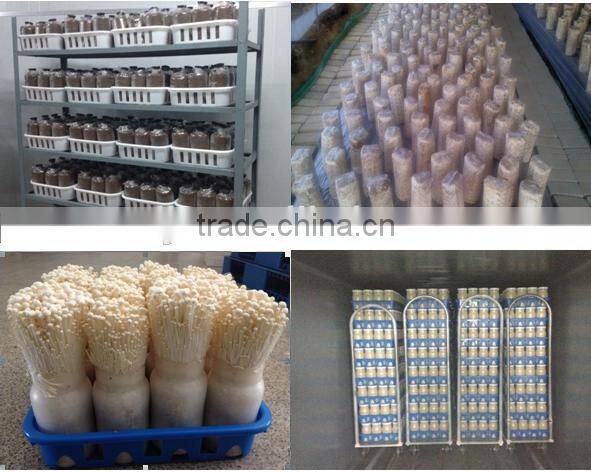 Accord with CE certification sterilizer for mushroom production