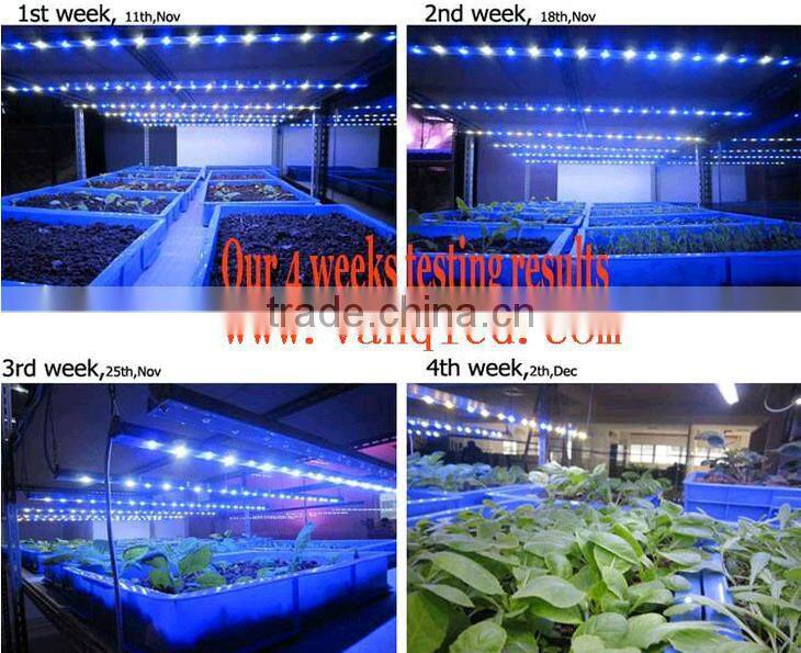 LED lighting hydroponic grow systems full spectrum 150w cob led grow light Vanq classical