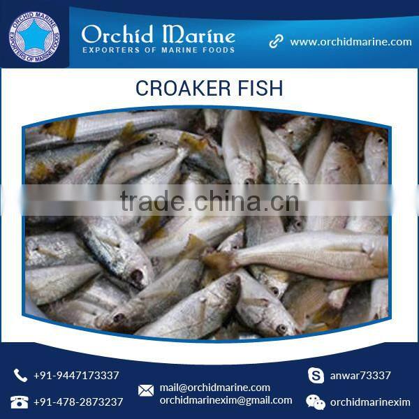 Good Taste Fresh and Organic Frozen Croaker Fish from Reputed Manufacturer