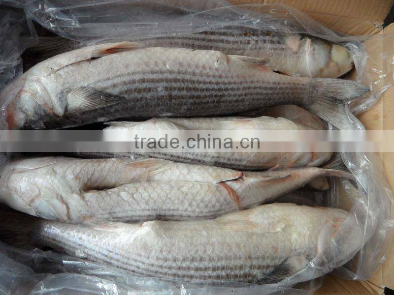 Frozen mullet roe