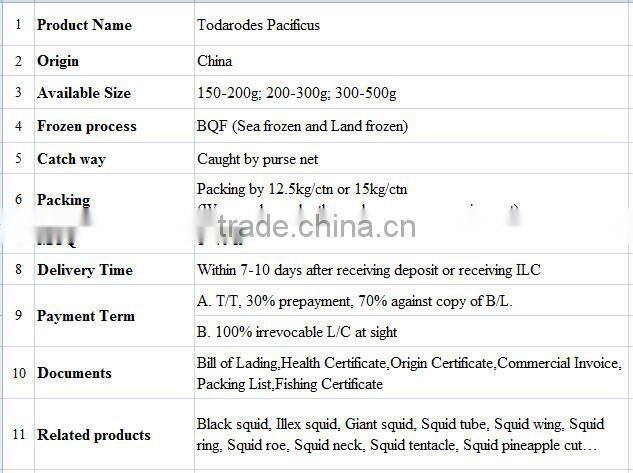 Frozen Todarodes Pacificus Squid