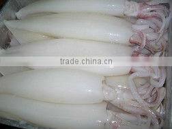 Frozen squid