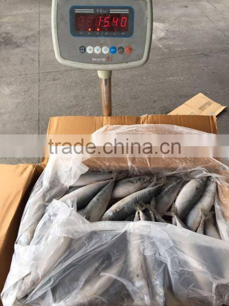 pacific mackerel 250-300g seafrozen 2015