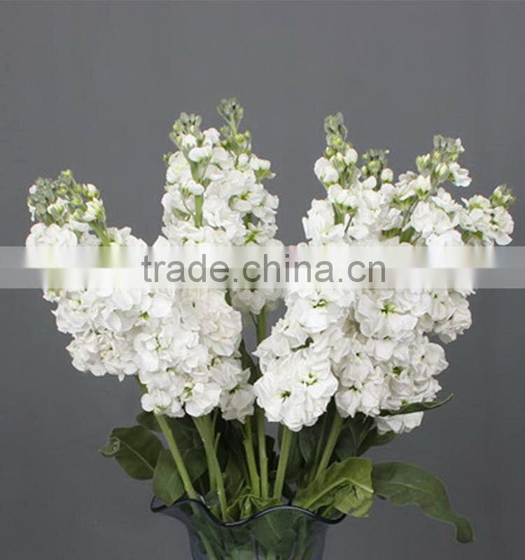 Fresh cut Best-Selling colorful violet flower