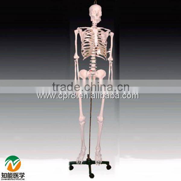 BIX-A1001/2/3 human skeleton model
