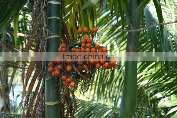 BETEL NUTS 80% GOOD CUT GOOD PRICE FOR BANGLADESH