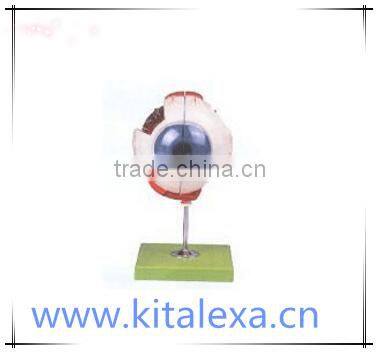 Eyeball enlargement model with bracket KA-TP00023