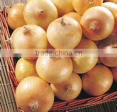 red onion specification fresh
