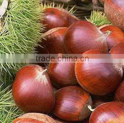 china fresh chestnut in shell