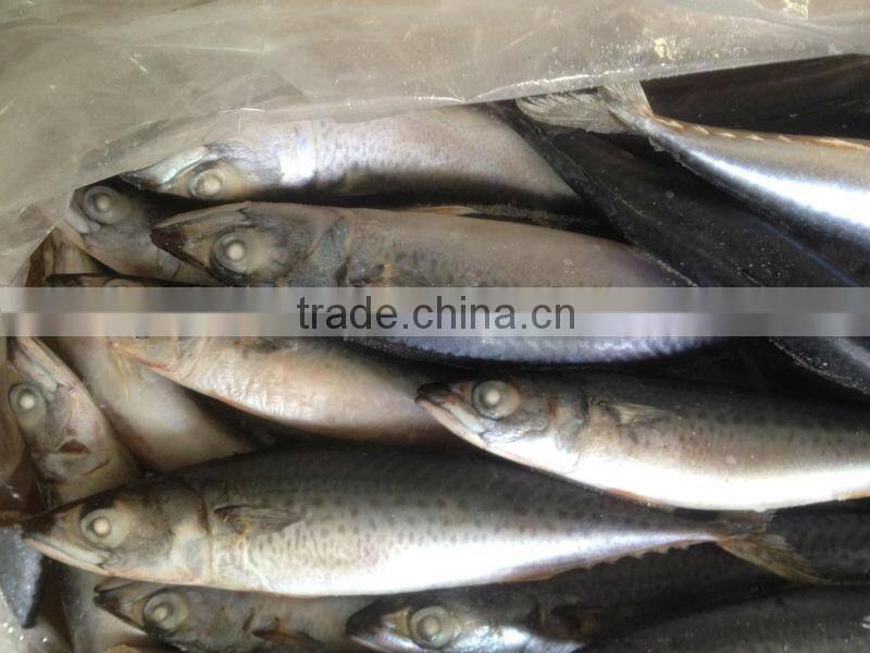 New caught whole round frozen mackerel 8-10pcs/kg