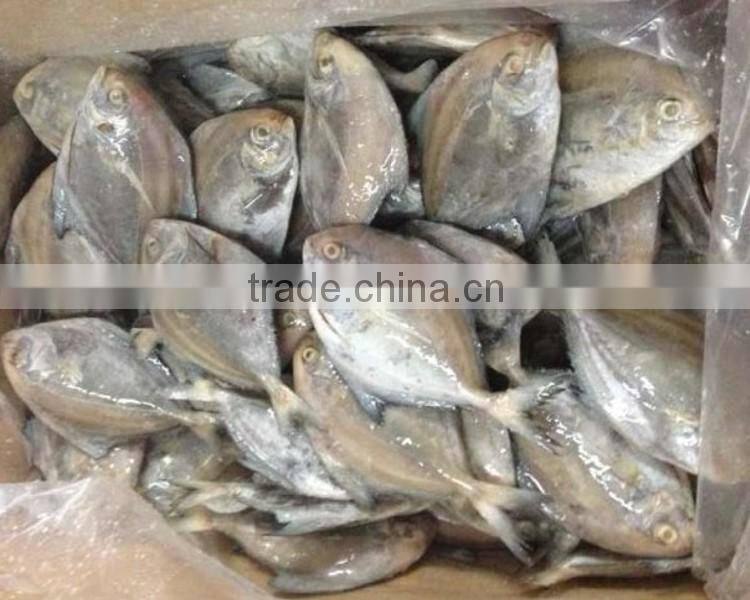 New season Seafood Frozen black pomfret W/R price