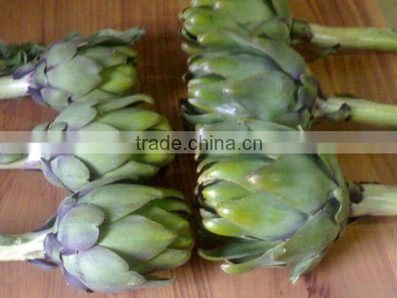 Frozen Artichokes ( French seeds & planted in Egypt )