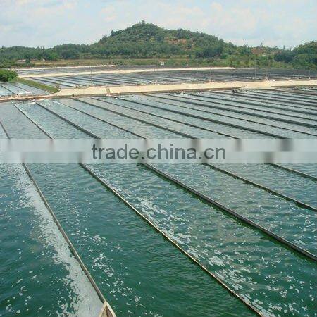 100% organic Spirulina powder