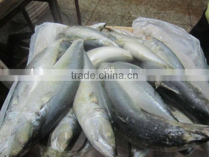 frozen mackerel from west of Pacific Ocean