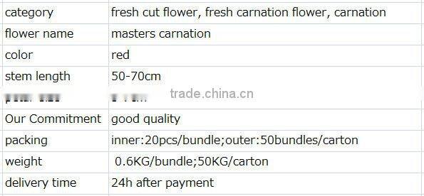 fresh cut carnation flower