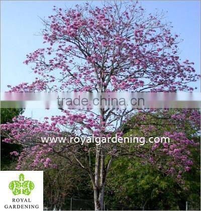 Tabebuia rosea landscaping tree pinky flower tree